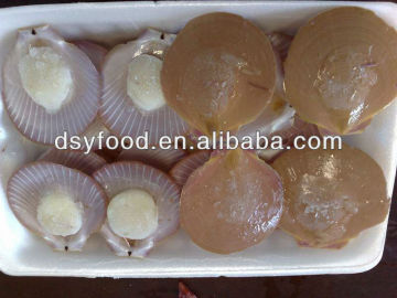 frozen bay Scallops/sea scallop
