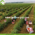 Wholesale Bulk Premium Low Pesticide Goji Berries