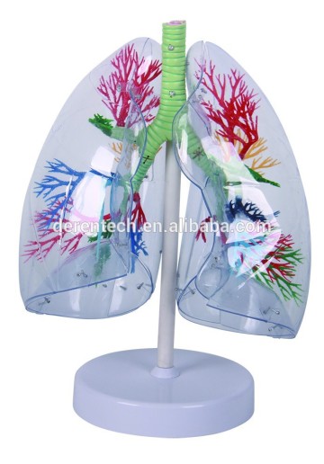 Human Transparent model of the lung