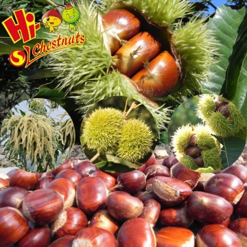 Organic Fresh Chestnuts --Bulk Hebei Chestnuts for sale