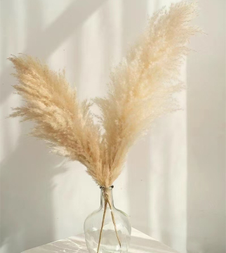 M-1151 Natural Dried Flowers Large Bulrush Plant Plume Beige Pampas Grass For Home Wedding Decorations
