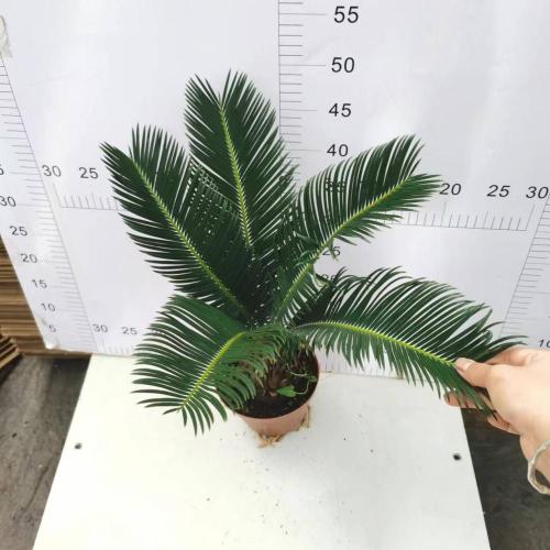 Cycas revoluta 140# A CLASS