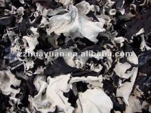 black Block fungi with white back 0