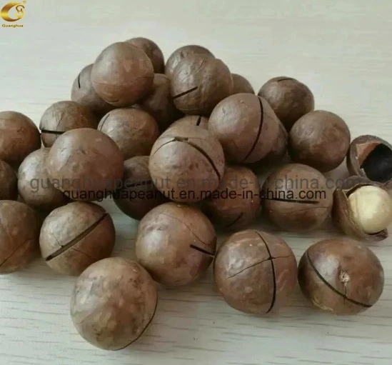 New Crop Roasted Macadamia Nuts in Shell