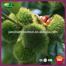 2015 New Crop Yanshan Hebei Origin Chinese Fresh Chestnuts