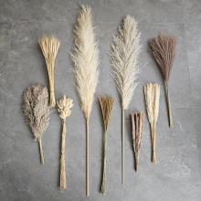 Hot Selling Natural Dried Beige Reed Pampas Grass for Home and Wedding Decorations