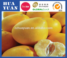 popular fruit fresh pomelo