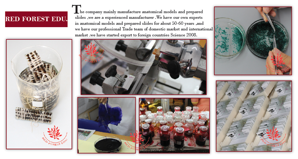 Basic Science Microscope Slide Set