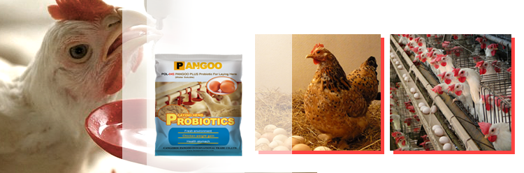 Probiotic for laying hens