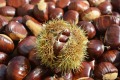 Clean Chestnut Fresh untuk Dijual