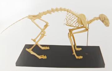Cat skeleton model