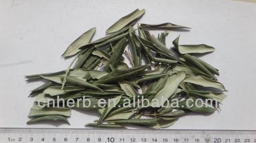 Dried Olive leaf,Olea europaea,Olivo,Olea leaves,Folium oleae,You gan lan ye