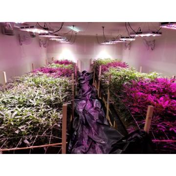 COB LED crece la luz para las flores de siembra