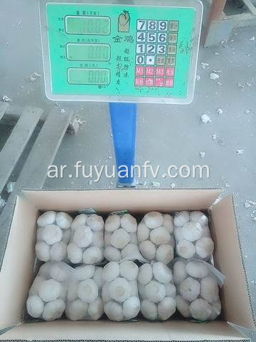 العبوة في 500gx20 / 10kg Garlic