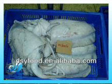 fresh frozen whole cuttlefish on sale