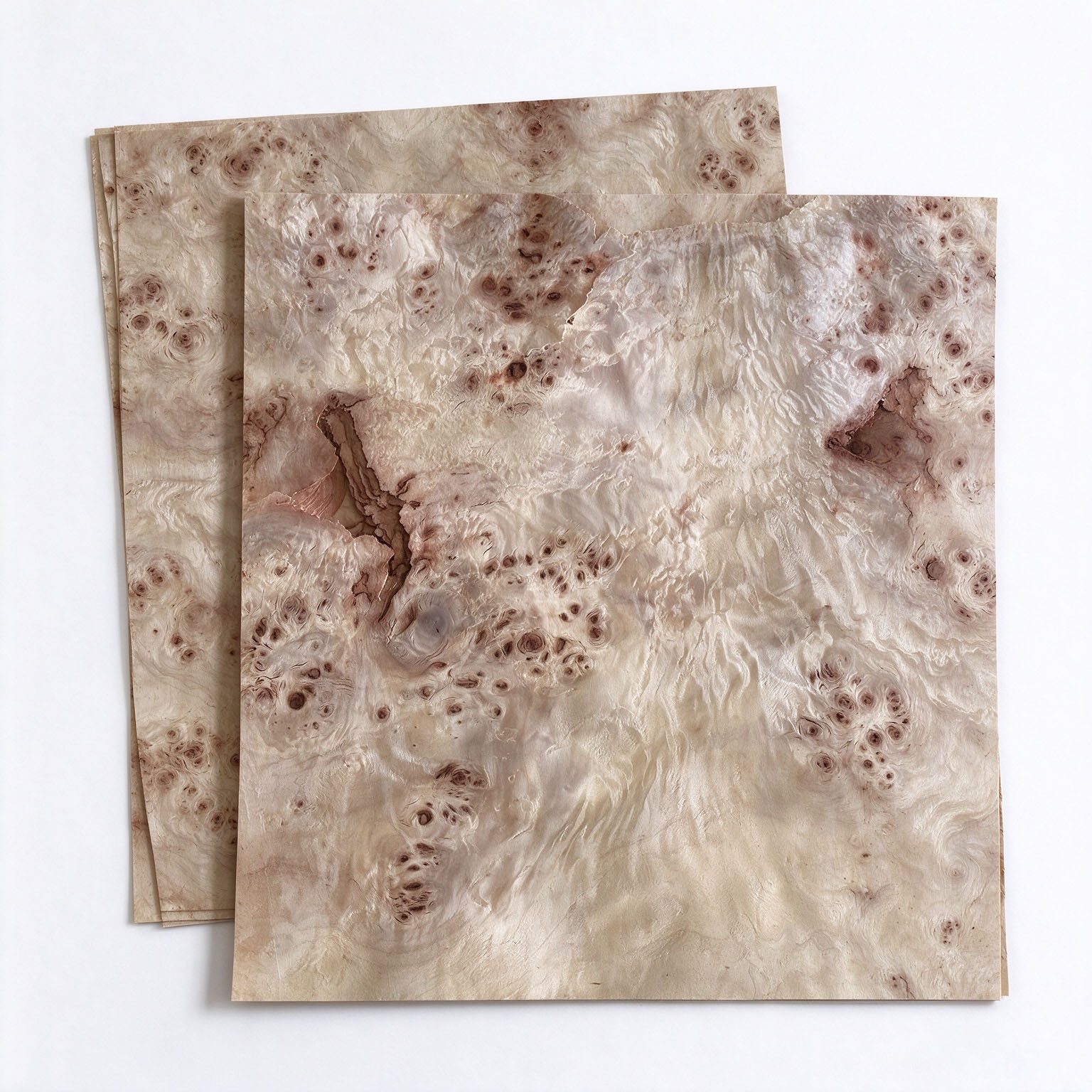 Pappel-Maserfurnier poplar burl veneer