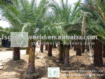 Phoenix sylvestris big palm trees