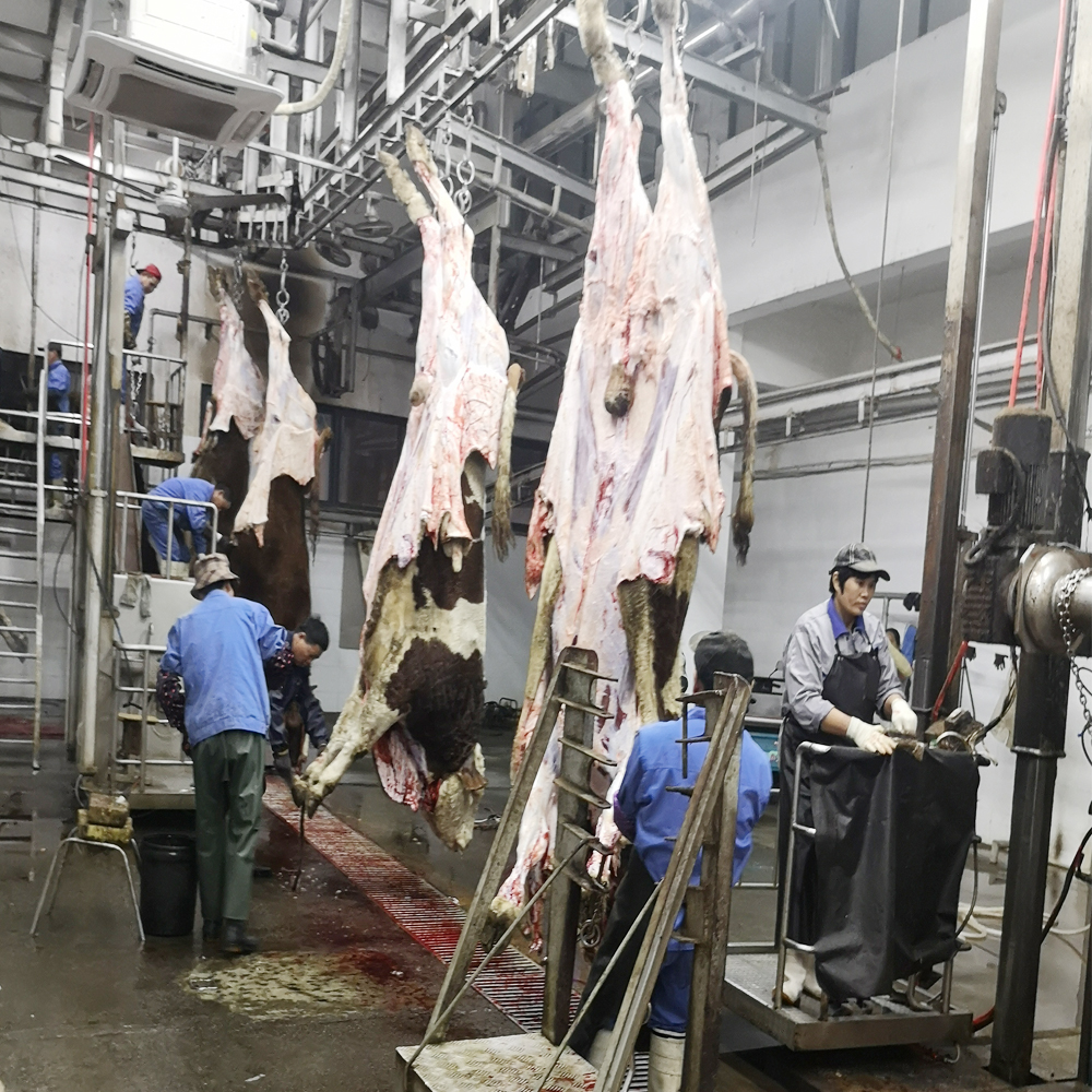 آلة abattoir الماشية: نزف الماشية التلقائي عبر الرأس نقل السكك الحديدية