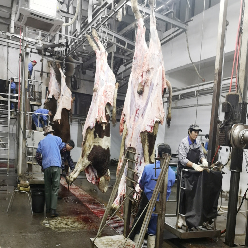 CATELE ABATTOIR MACHINE: VEE BLEEDINGEND AUTOMATISCHE OVER-HOOFDVRAGEN