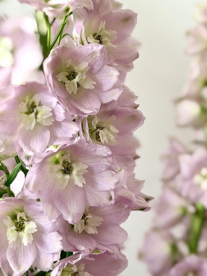 الدلفينيوم الوردي Pink Delphinium