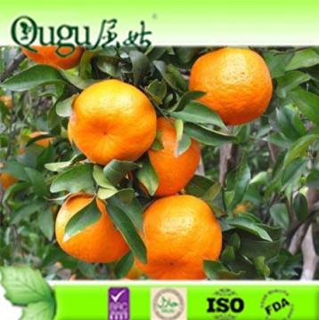 fresh valencia orange