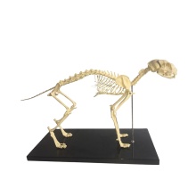 Plastic Cat Animal Skeleton Models - Educational and Fun Collectibles