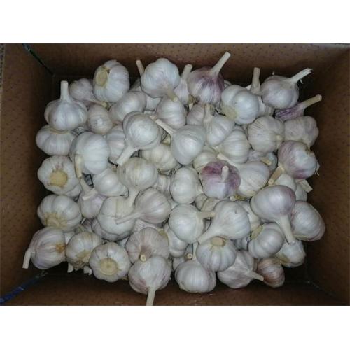 Wholesale Normal Garlic 2020