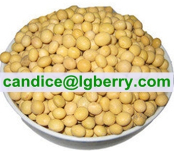 Concentrate Soya protein (NON-GMO soybean)