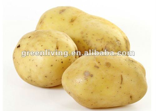 Fresh Holland Potatoes