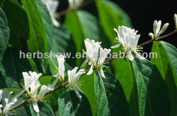 High Quality Amur Honeysuckle Seeds for Cultivating