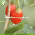 Approvisionnement en usine Fruits Nutrition saine Baies de Goji