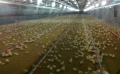 Linha de alimentação automática de frangos de corte