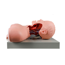 SC-J51 Electronic Airway Intubation Medical Model: Alarm Device CPR Teaching Manikin