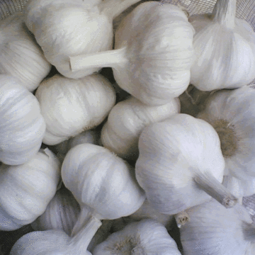 Chinese fresh garlic normal white pure white