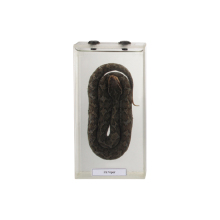 50203.08 Educational Specimen: Exploring the Characteristics and Significance of a Pit Viper