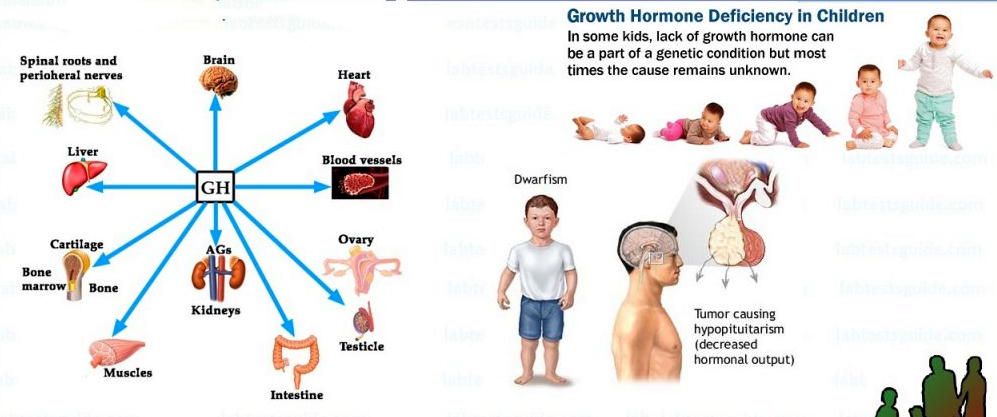 best human growth hormone injections