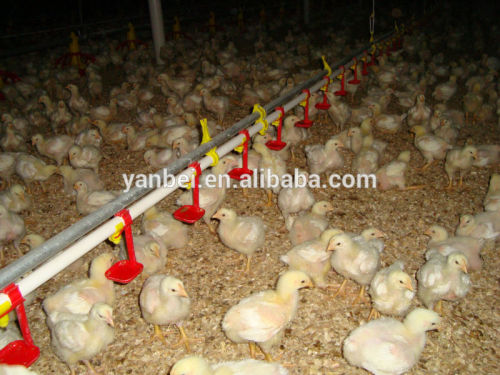 Broiler Chicken Poultry Farm Drinking System