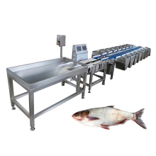 Fish Weight Grading Machine Fish Grading Line