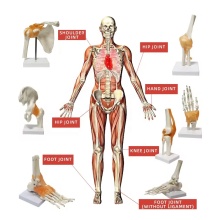 Human Joint Models and Skeletal Teaching Resources: Knee, Hand, Foot, Hip, Shoulder, Elbow