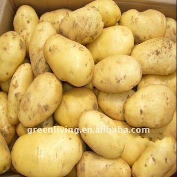 potato exporter