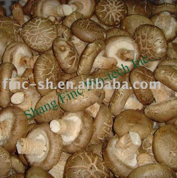 flower shiitake(fresh) mushrooms fungus