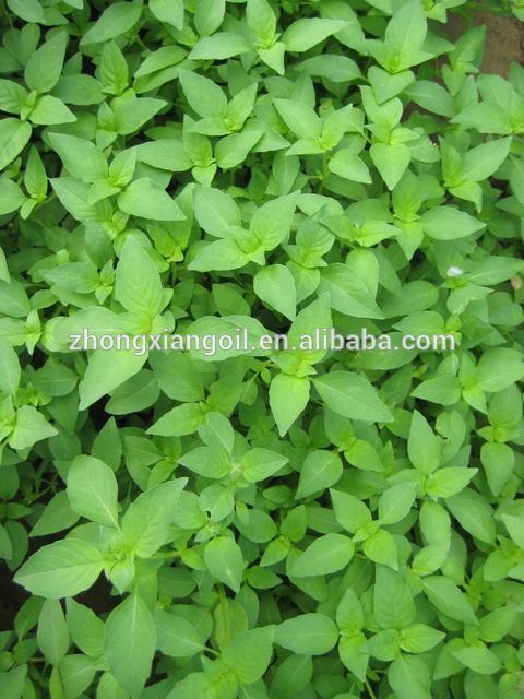 روغن نفتی Nepeta طبیعی فروش روغن Forsythia