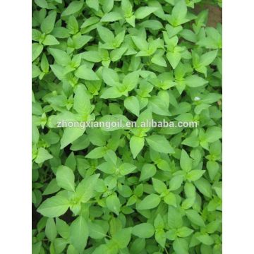 Best Selling Natural Nepeta oil Weeping forsythia oil