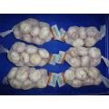 Sale Normal White Garlic