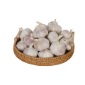 Super Quality Chinese Fresh Garlic to Europe Market