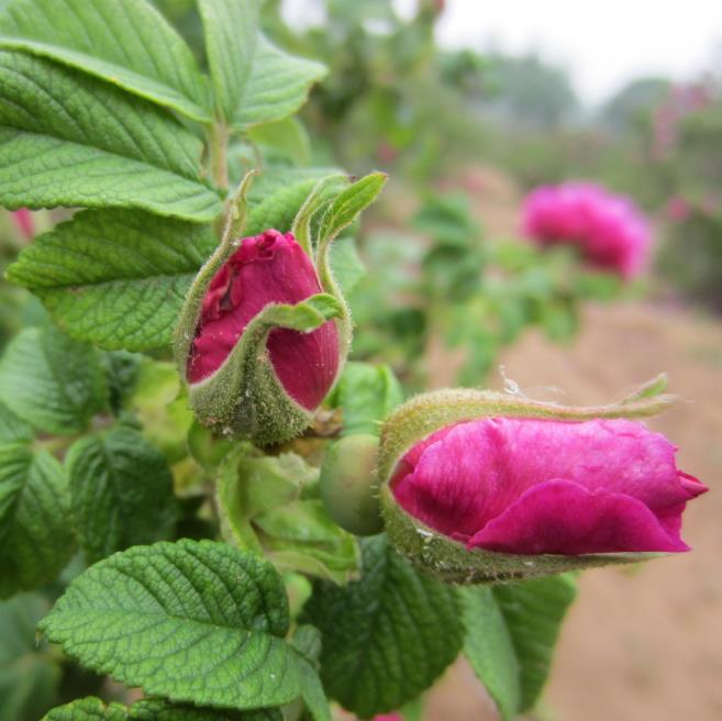 reines und natürliches ätherisches Rosenöl