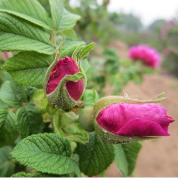 pure and natural rose essential oil