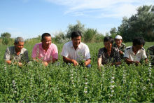 Heirloom Spearmint Mentha Spicata Mint Pennyroyal Herb Perennial Flower Seeds For Sale