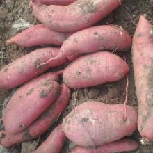 Jining greenfarm sweet potato