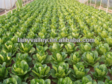 Planting Hybrid Green Upright Grow Lettuce Seeds For Cultivation-Leaves Lettuce